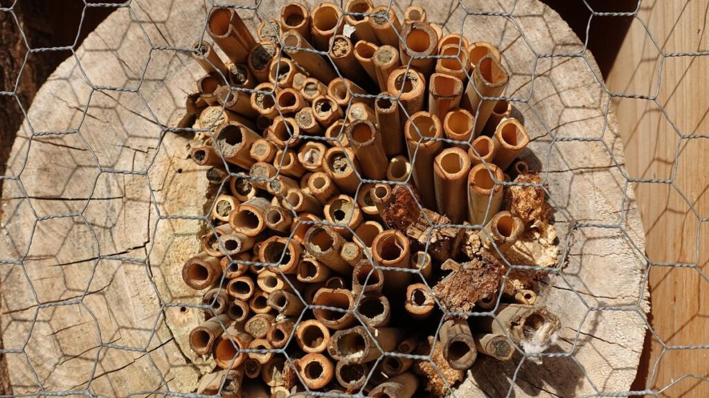 where do bees go during the winter