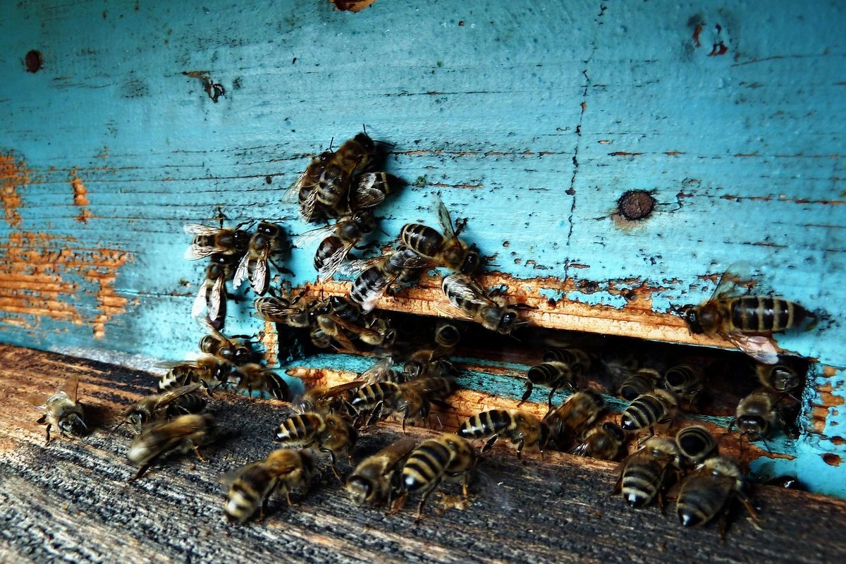 Designing a Thriving Bee Yard Layout for Success - Beekeeper Corner