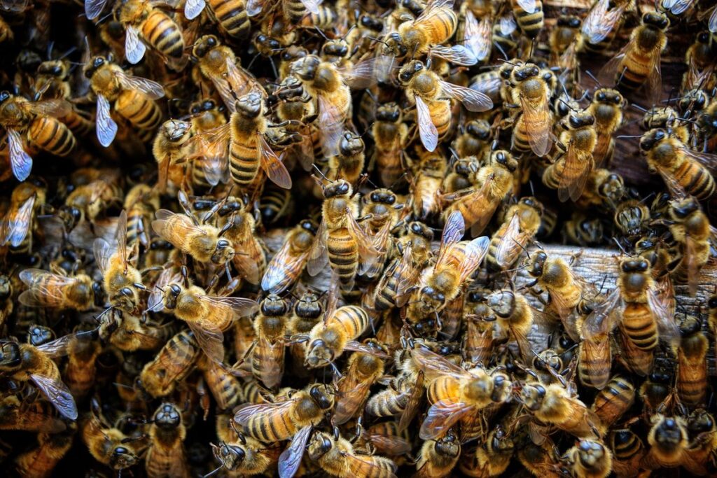 what is brood pattern
