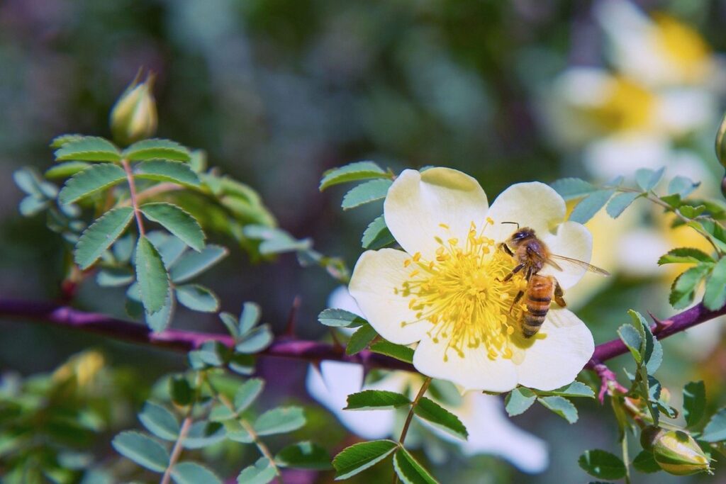bumble bee hives