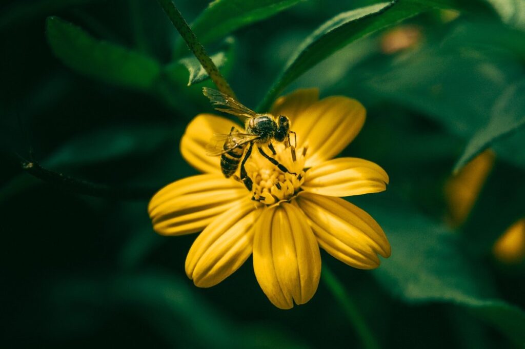 bumble bee nesting