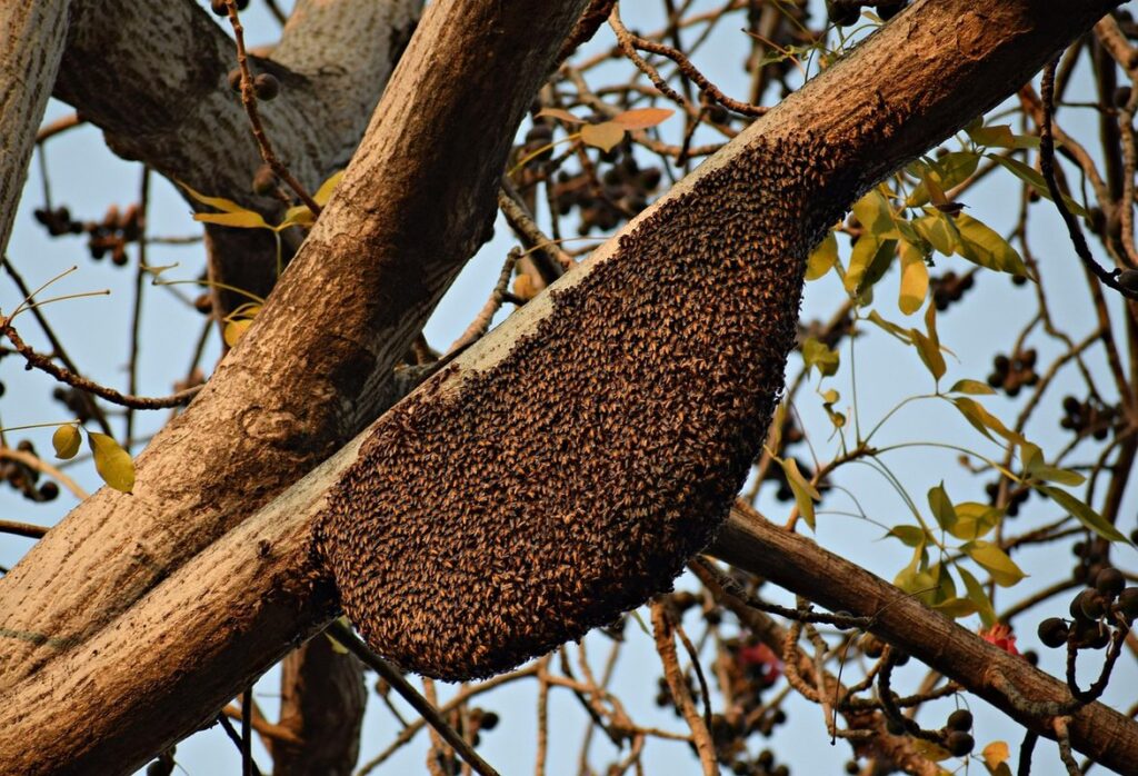 bumblebee bee hive