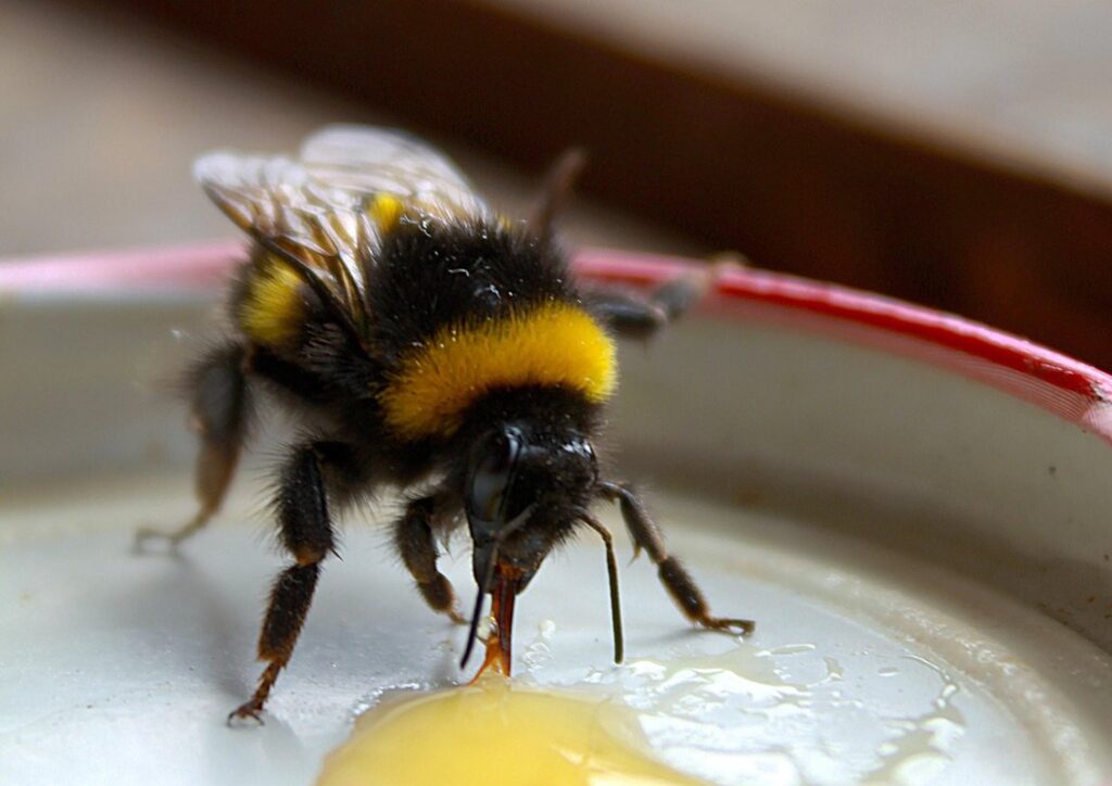 bumblebee beekeeping