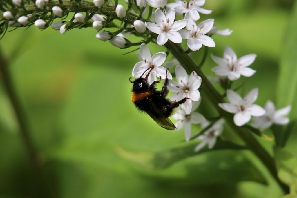 bumblebee ground