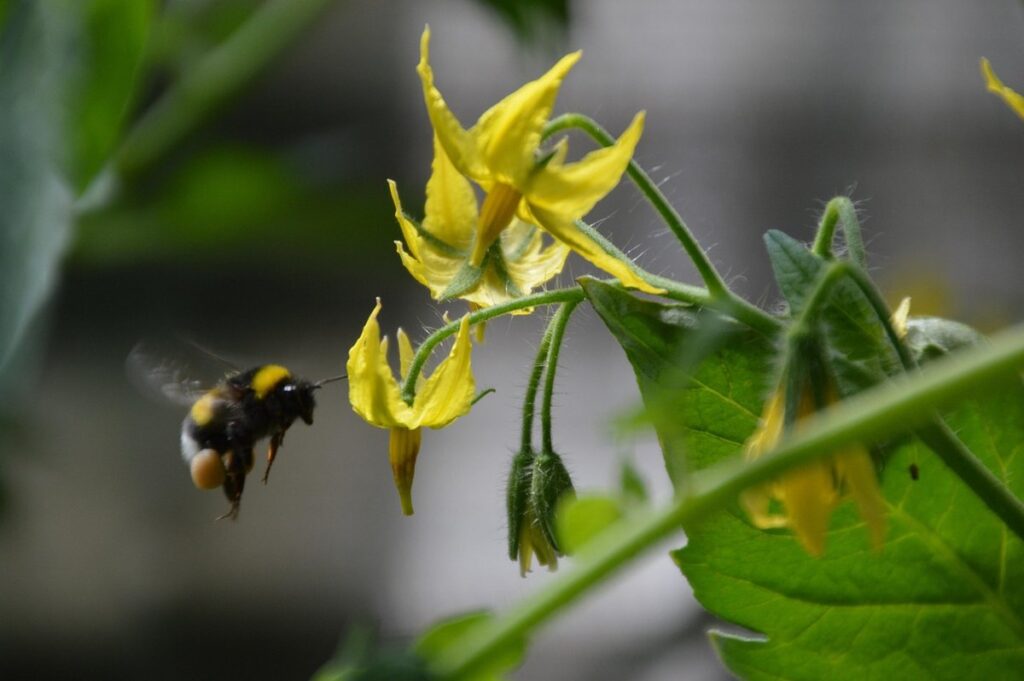 bumblebee in garden