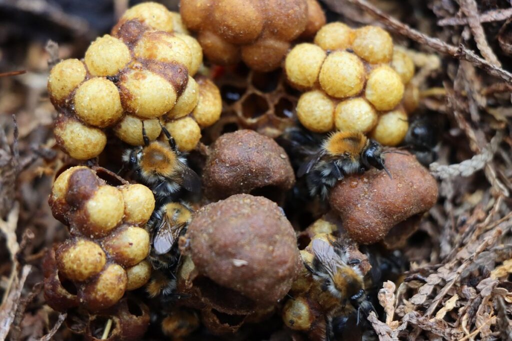 bumblebees nest in ground