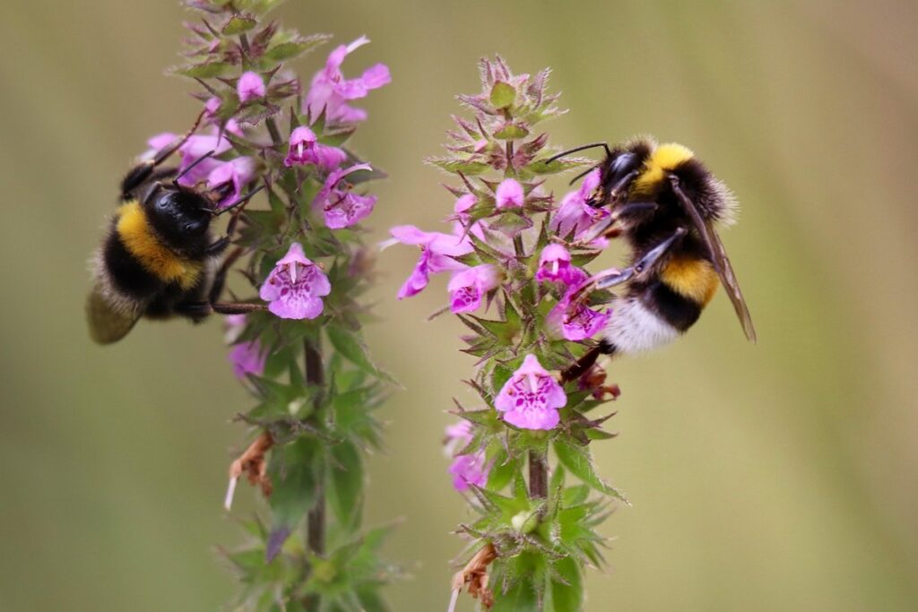 best flowers for bumblebees uk