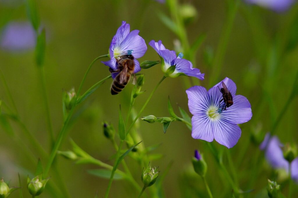 crop pollination timing