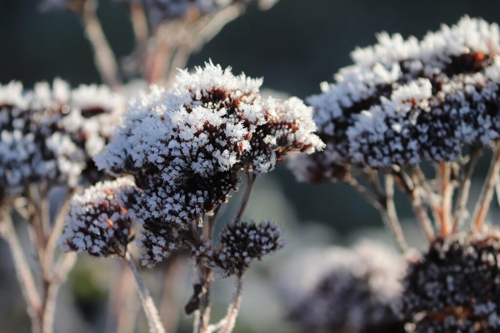 crystallized bee