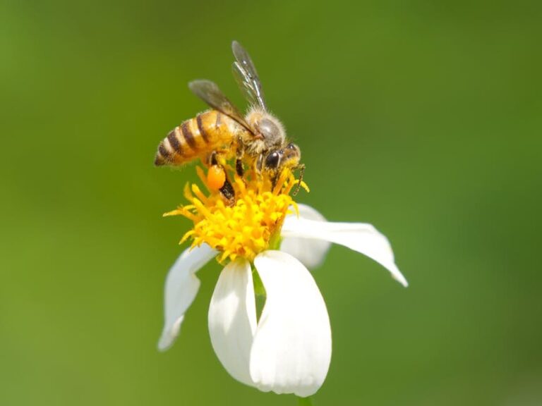 deformed wing virus symptoms