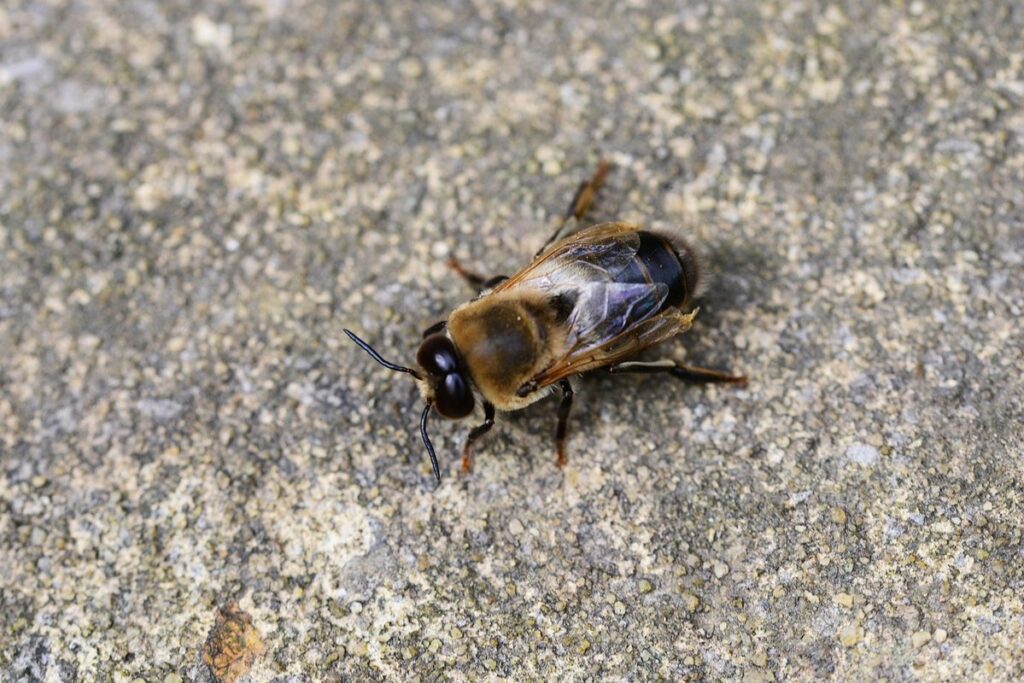 what is drone bee