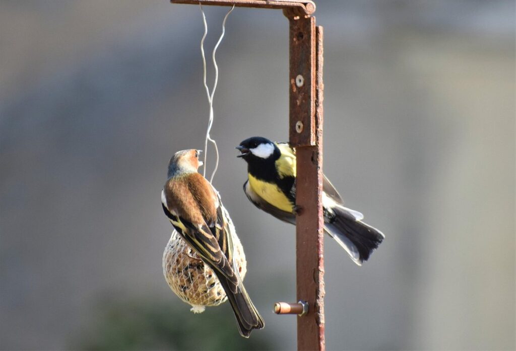 top feeder vs frame feeder