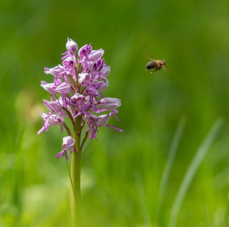 plants bees like
