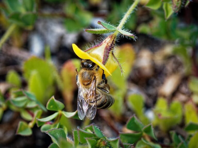 honey bee size