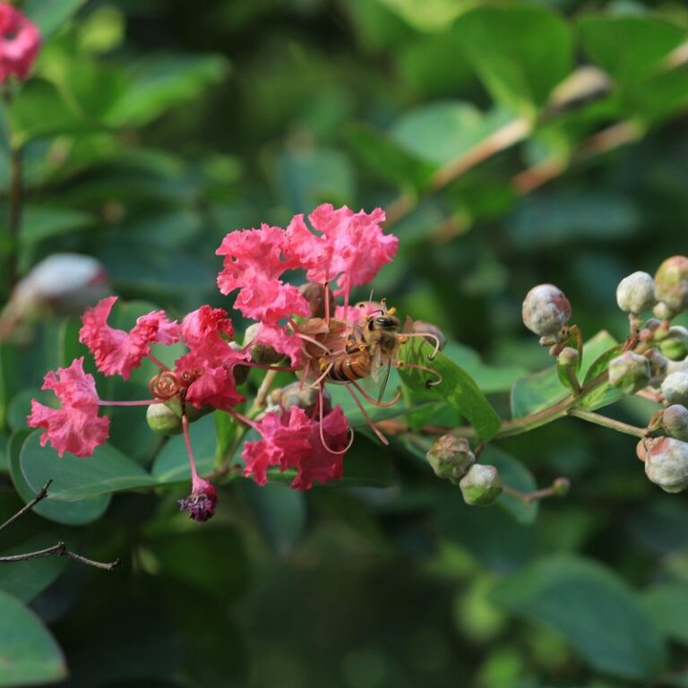 honey bee sound
