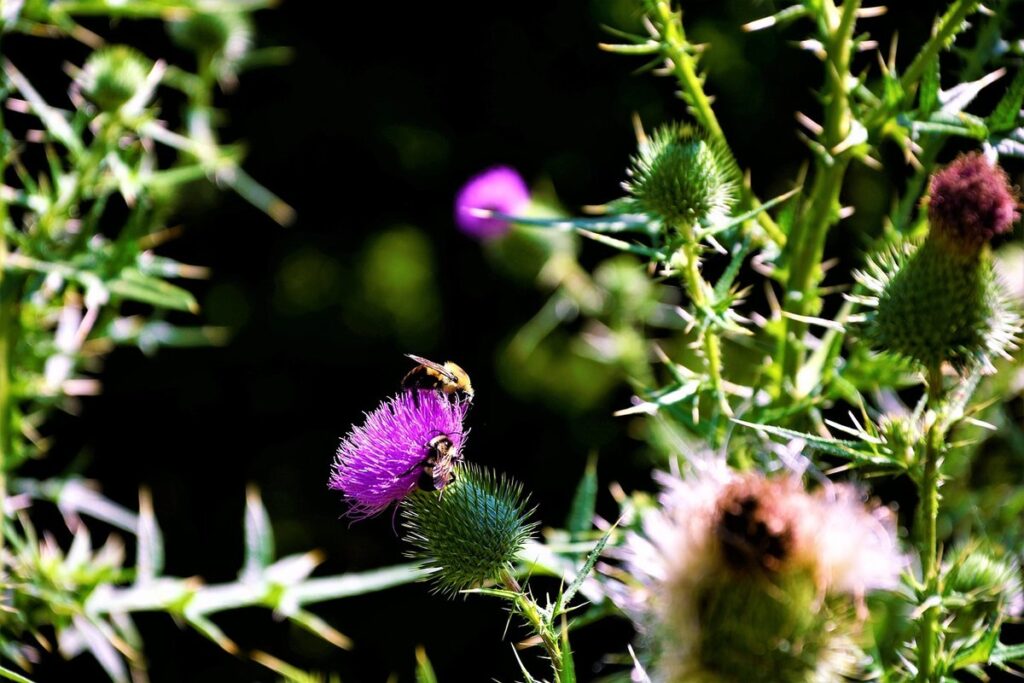 does honey bees eat honey