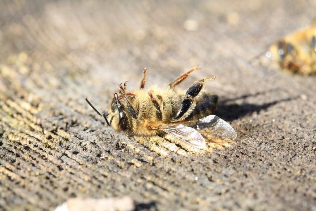 forage plants for honey bees