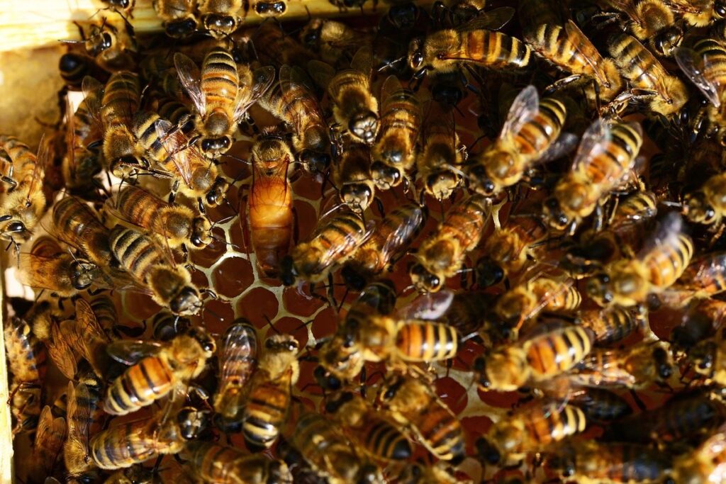 what is laying worker bee