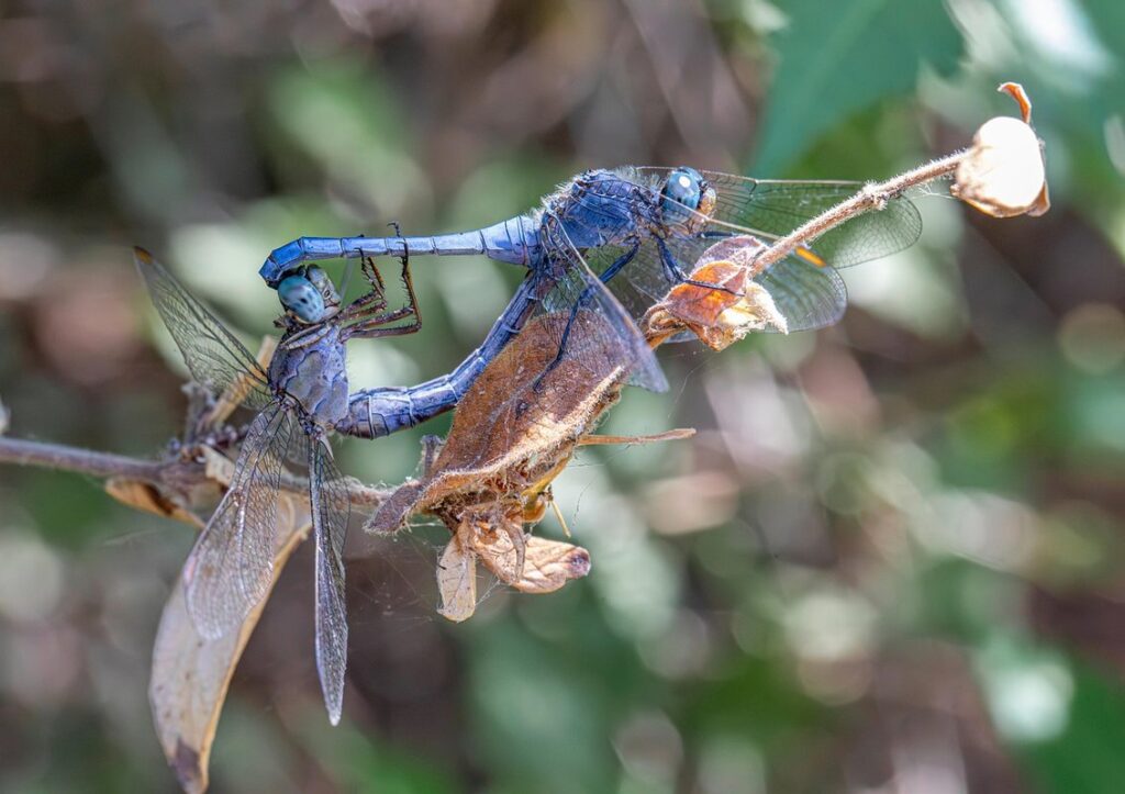 mating flight behavior