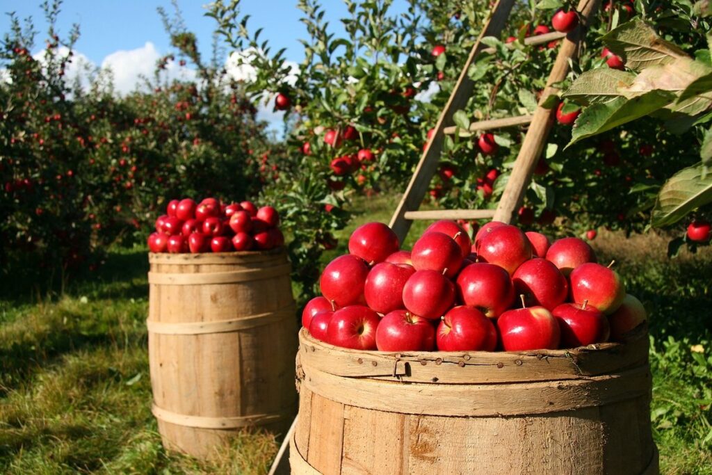 orchard pollination setup