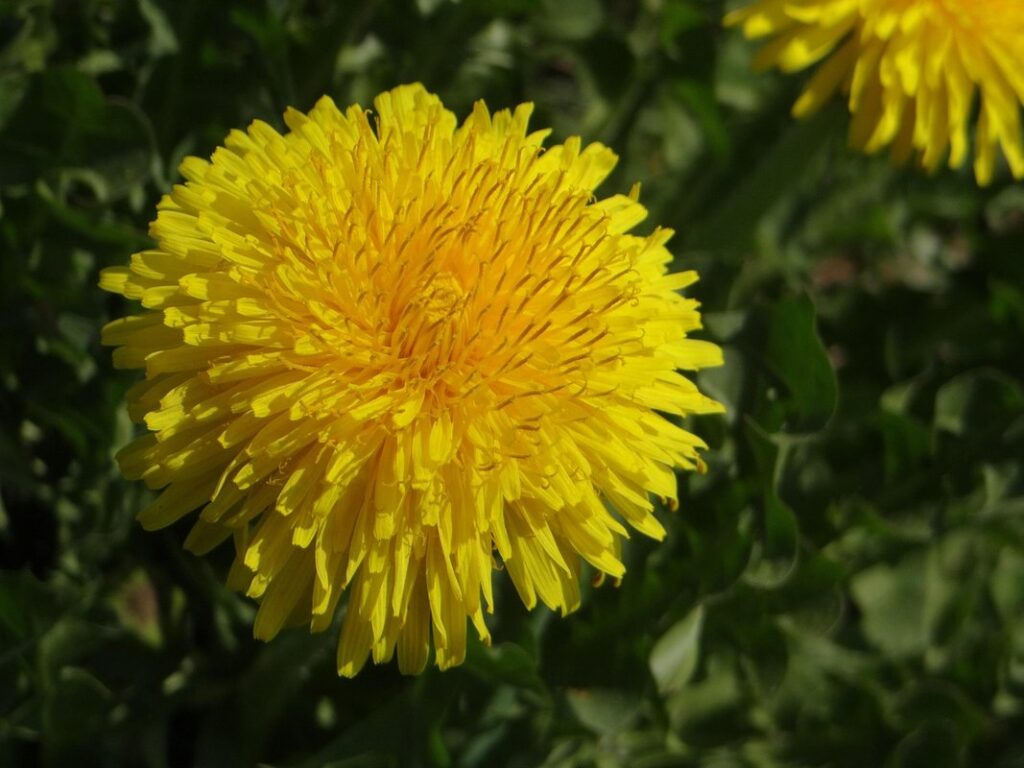 plants bees love