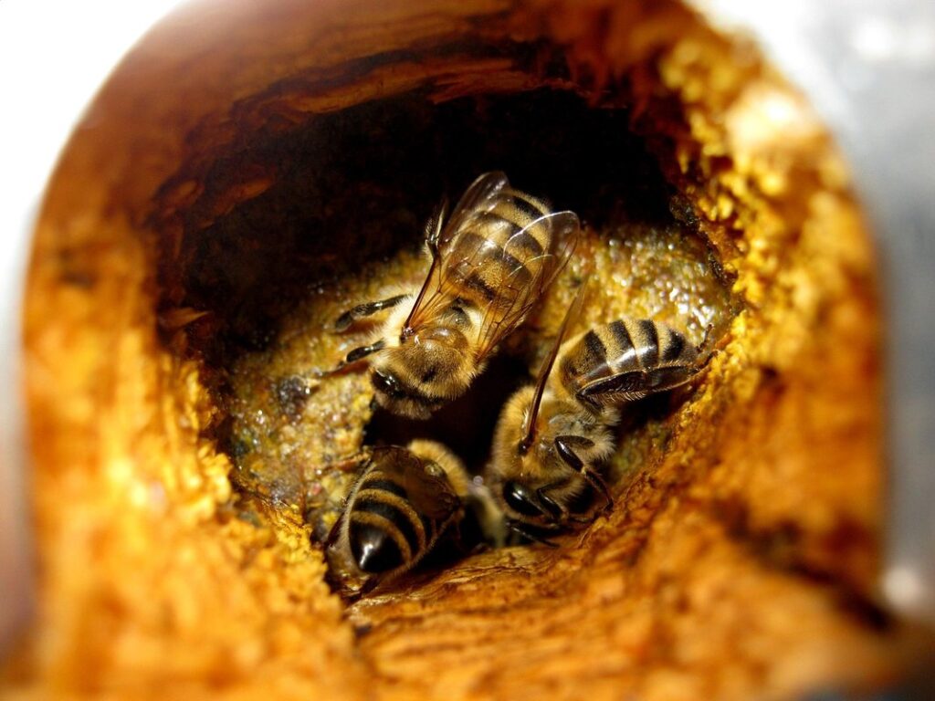 propolis in hive
