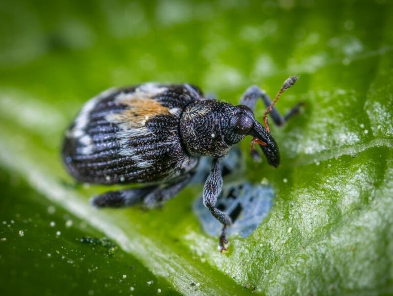 small hive beetle larvae
