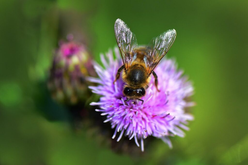 spring bee feeding