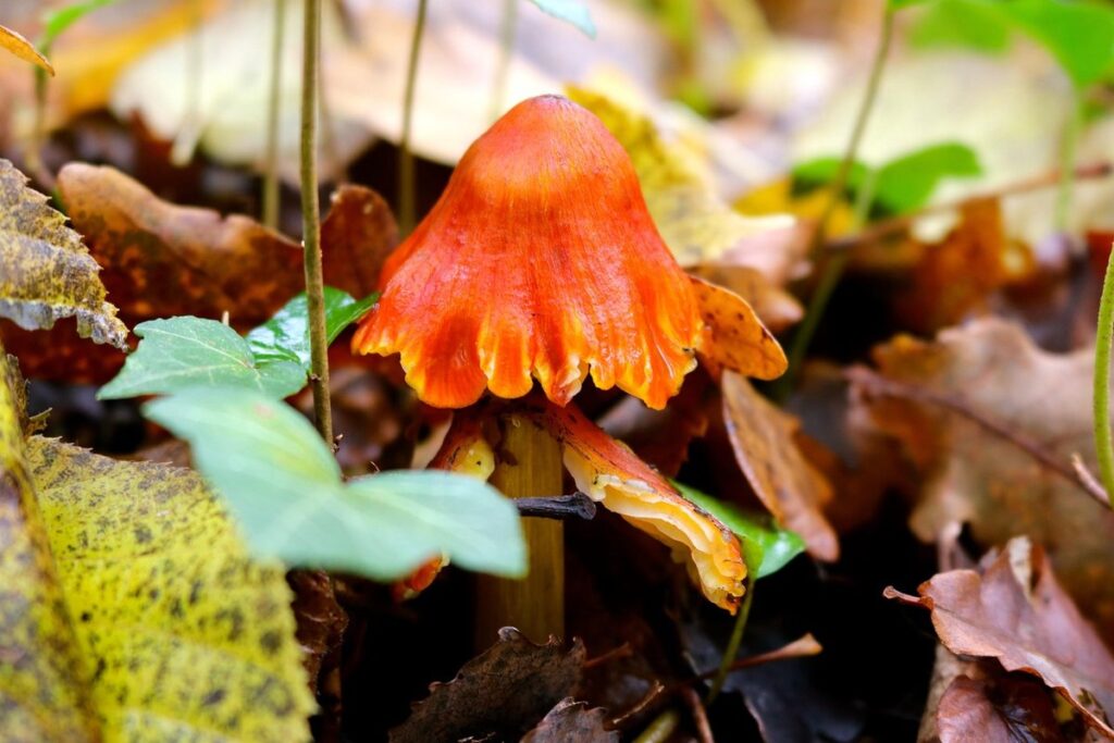 wax cappings