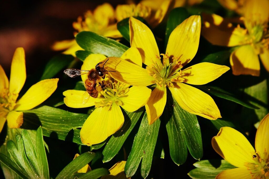winter bee feeding
