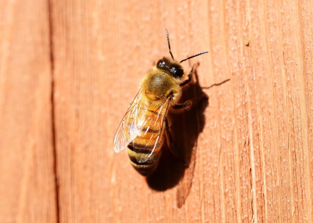 are all worker bees female