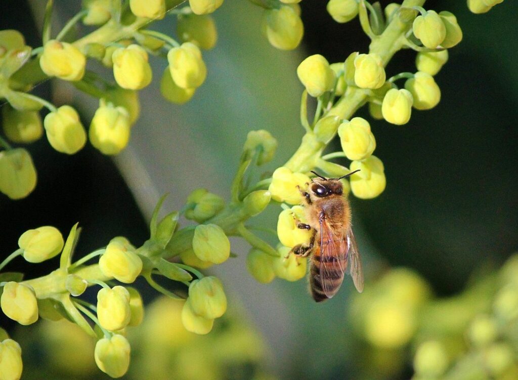 do worker bees have stingers