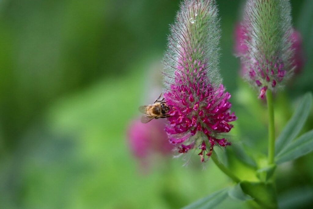 crimson clover for bees
