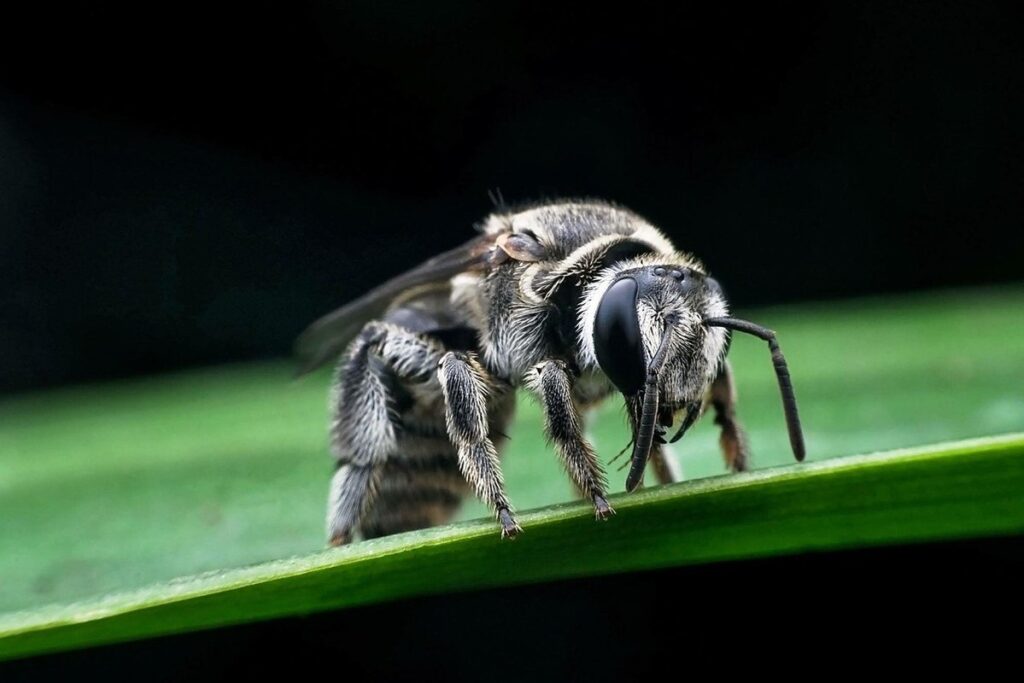 do honey bees bite