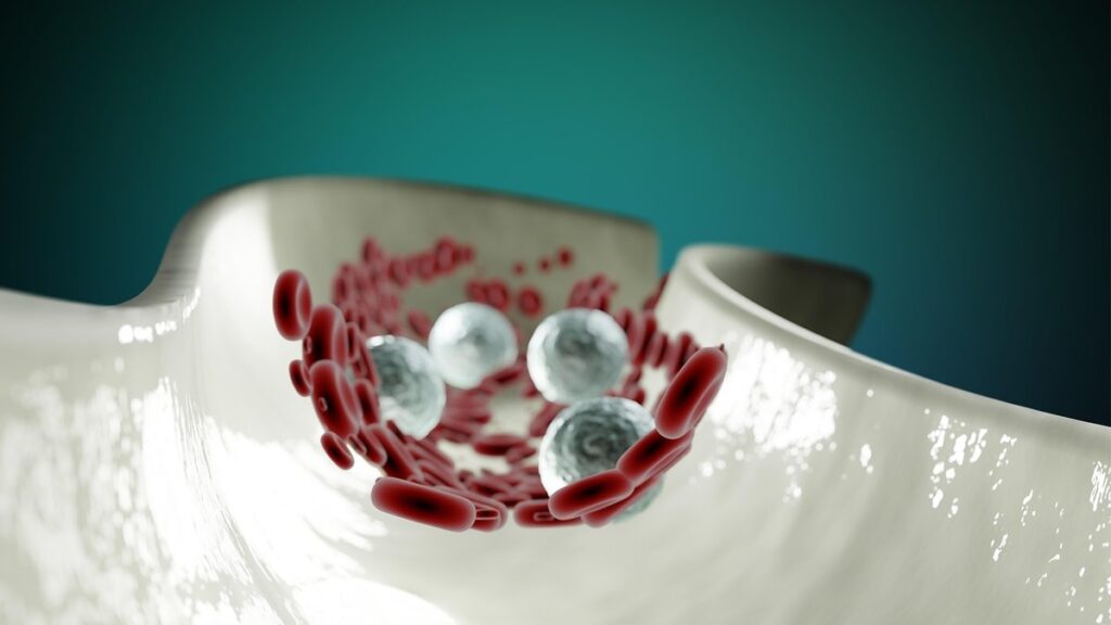 bee circulatory system
