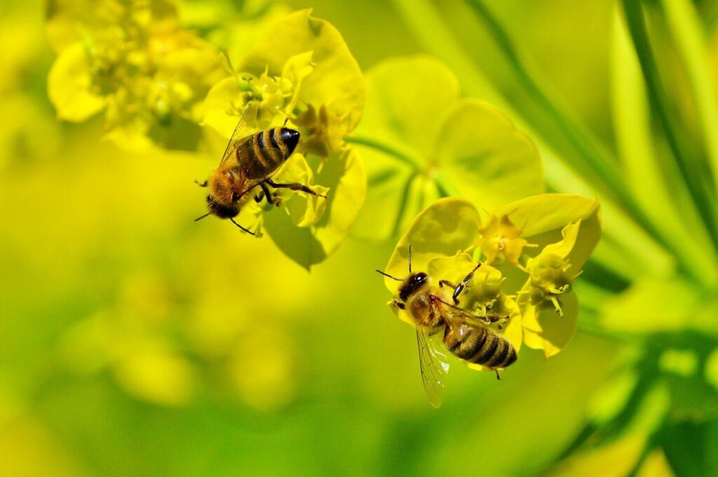 how is bee pollen produced