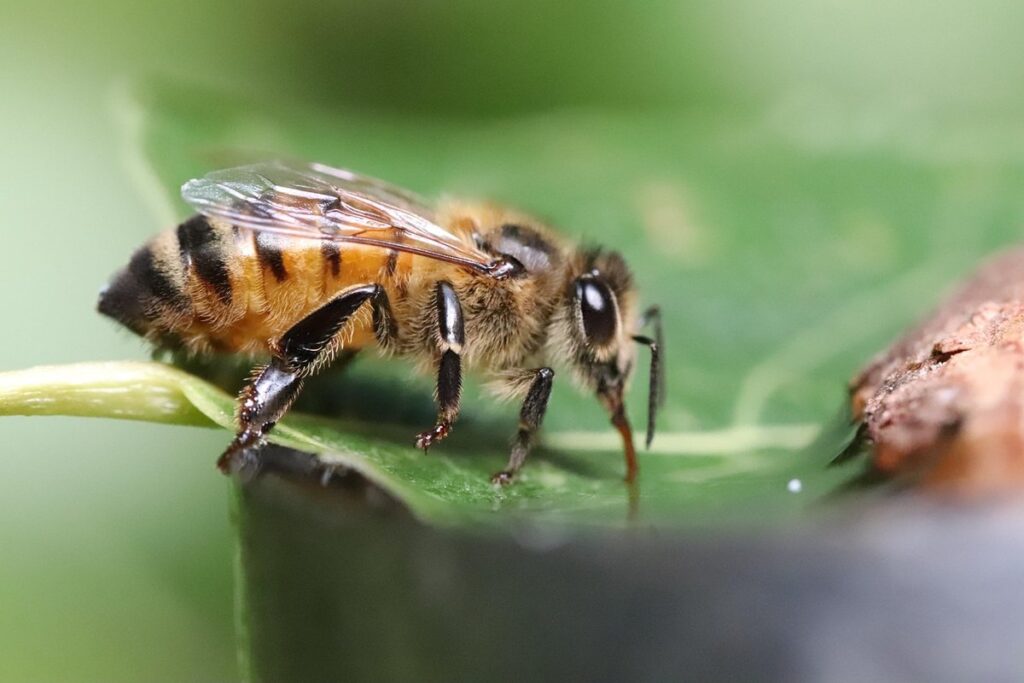 how do bees protect themselves
