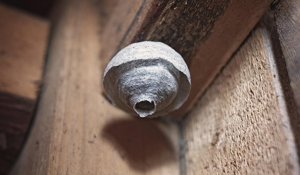 honey bee sting allergy