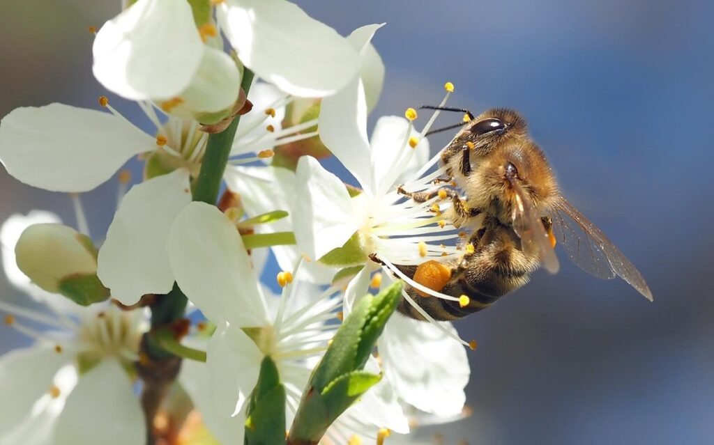 what is the biggest threat to bees
