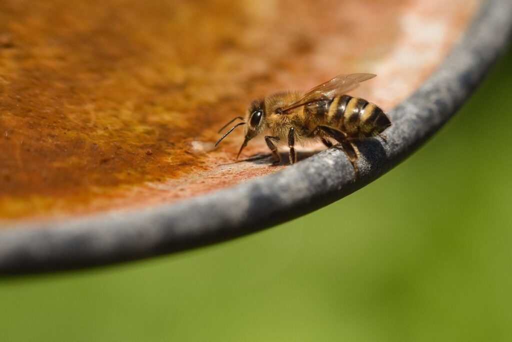 bee water source