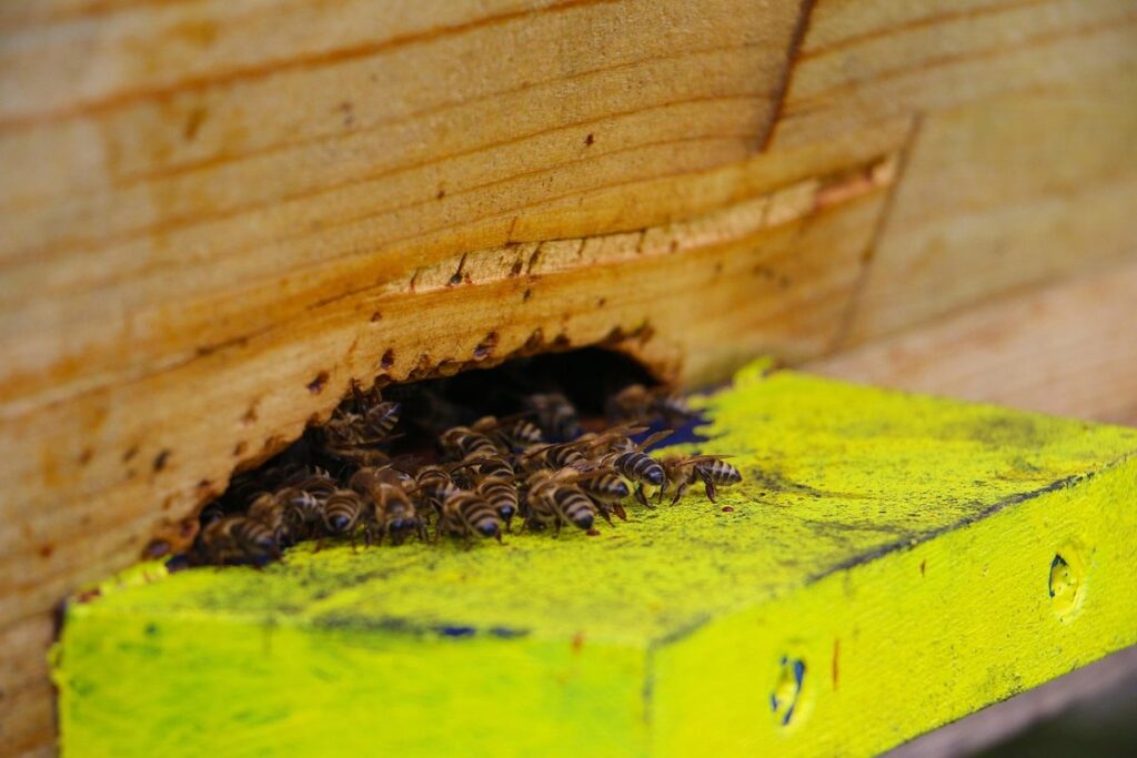 temperature to open beehive