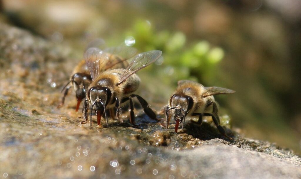 bees and water