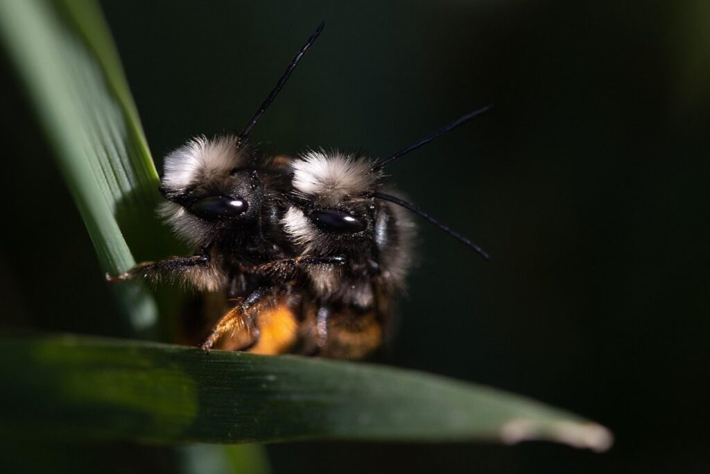 how do bees make babies