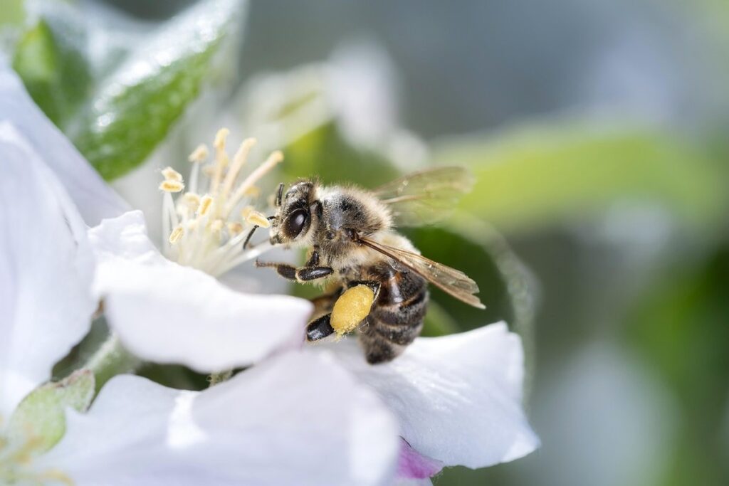 how do bees convert nectar to honey