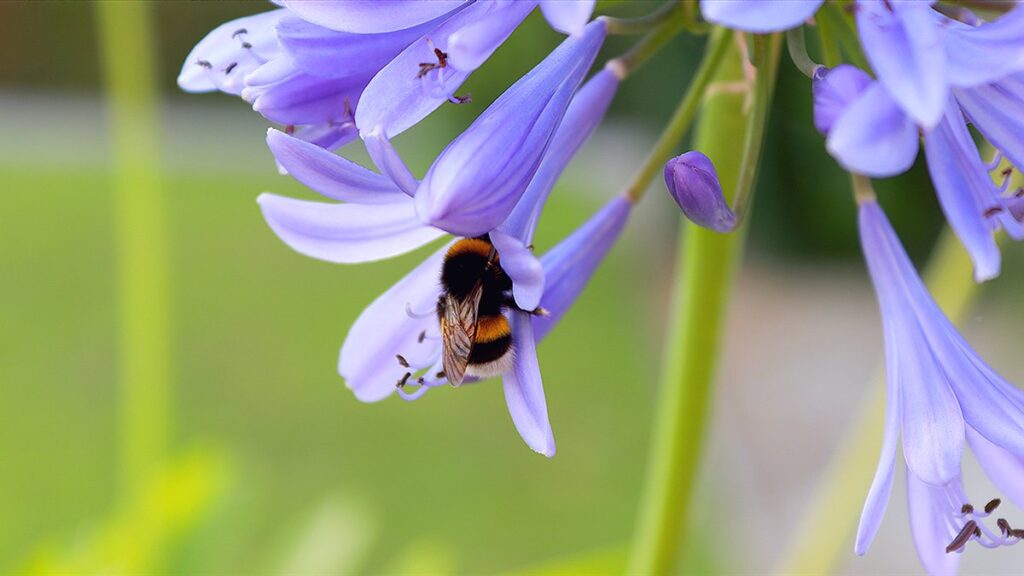 bumblebee sleeping in flower
