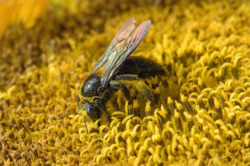 carpenter bee pollination