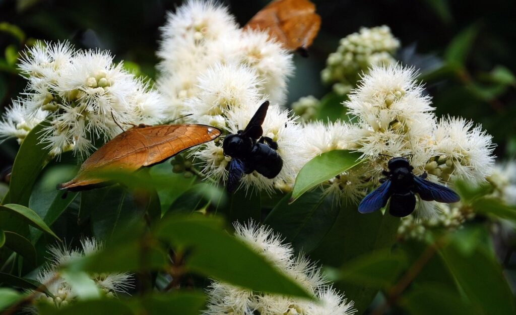 are carpenter bees dangerous