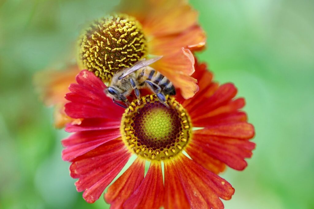 common honey bee