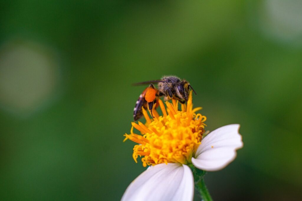 dwarf honey bee