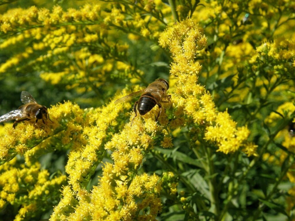 goldenrod honey